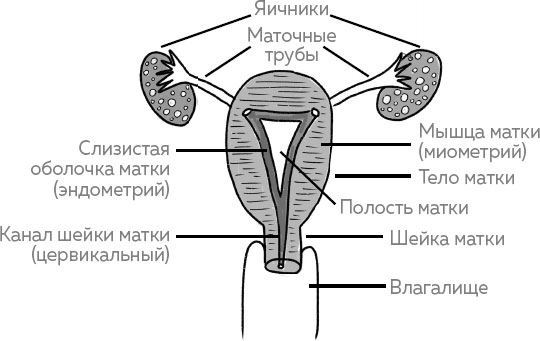 Ab Ovo. Путеводитель для будущих мам: об особенностях женской половой системы, зачатии и сохранении беременности - i_002.jpg