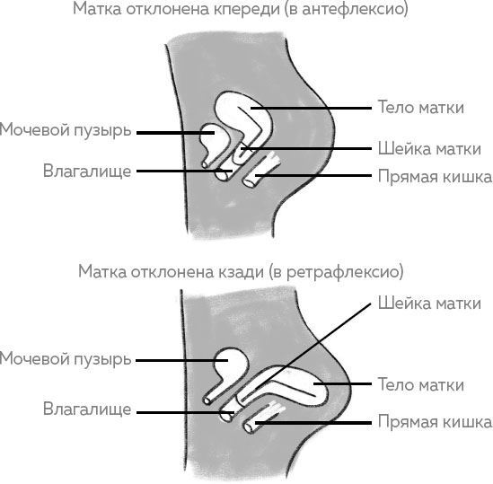 Ab Ovo. Путеводитель для будущих мам: об особенностях женской половой системы, зачатии и сохранении беременности - i_008.jpg