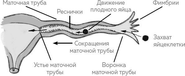 Ab Ovo. Путеводитель для будущих мам: об особенностях женской половой системы, зачатии и сохранении беременности - i_009.jpg