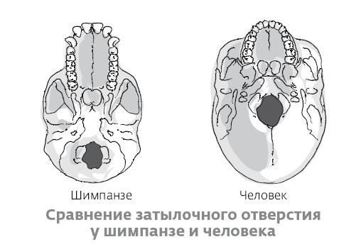 Сапиенс для пляжа: изучаем происхождение человека - i_003.jpg