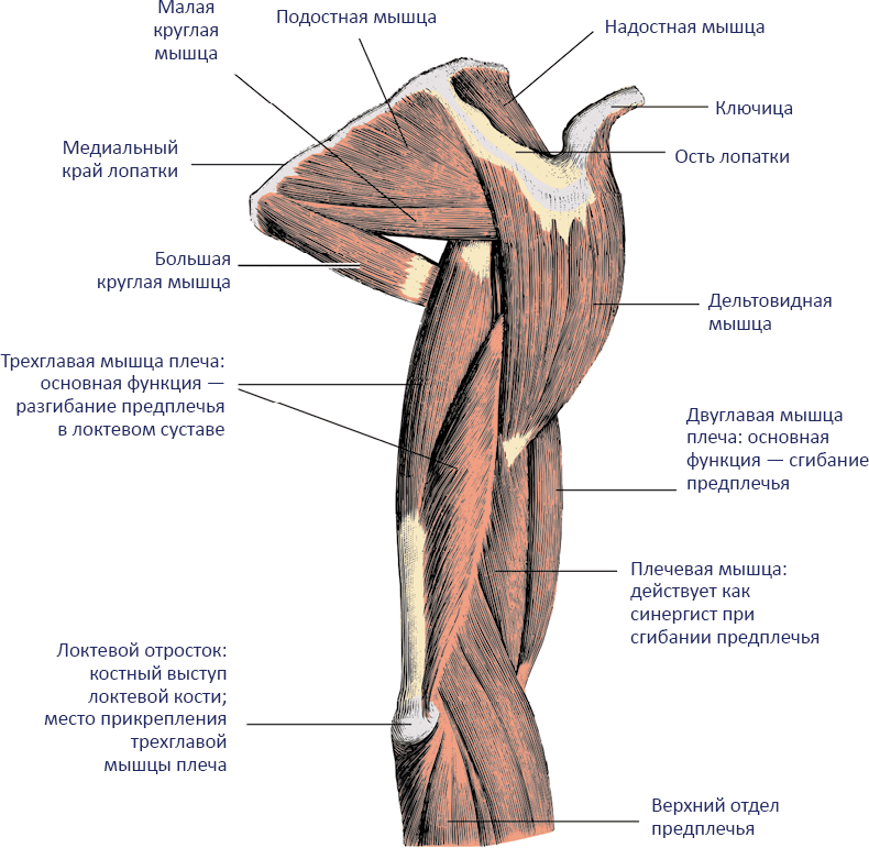 Анатомия хатха-йоги - i_002.png