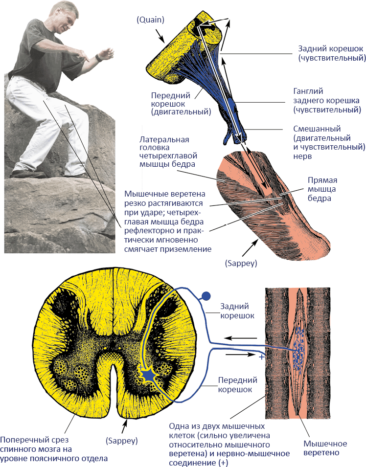 Анатомия хатха-йоги - i_008.png