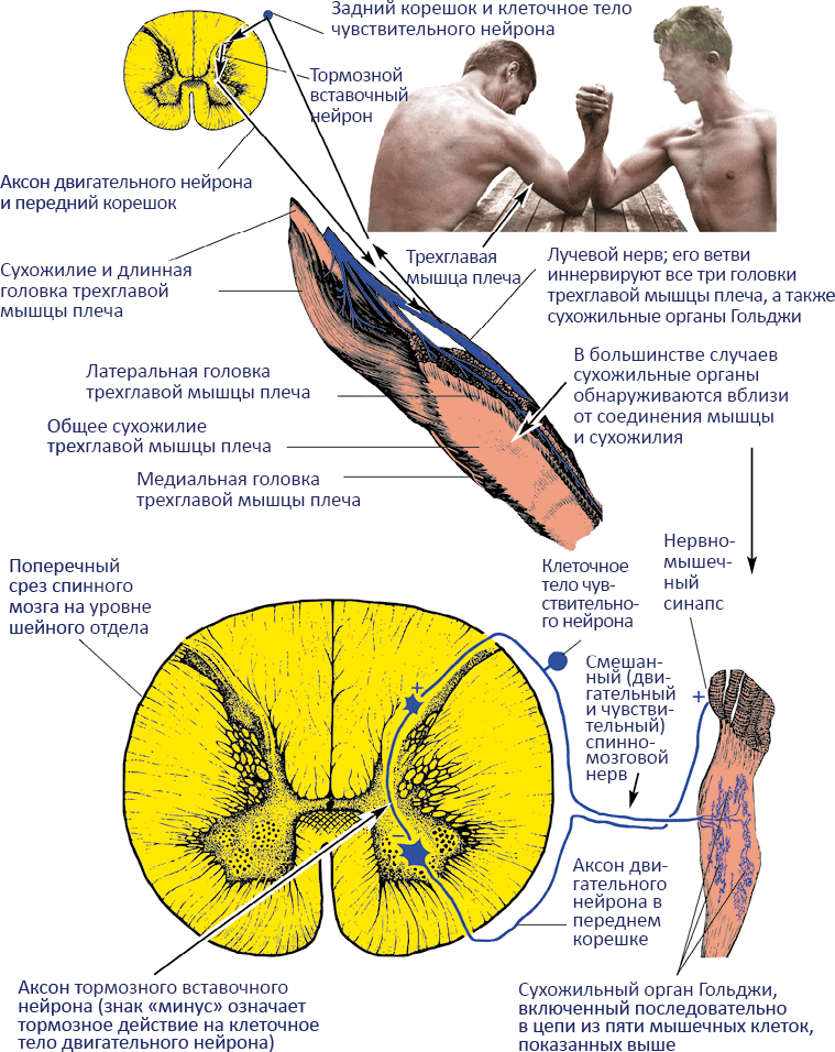 Анатомия хатха-йоги - i_009.png