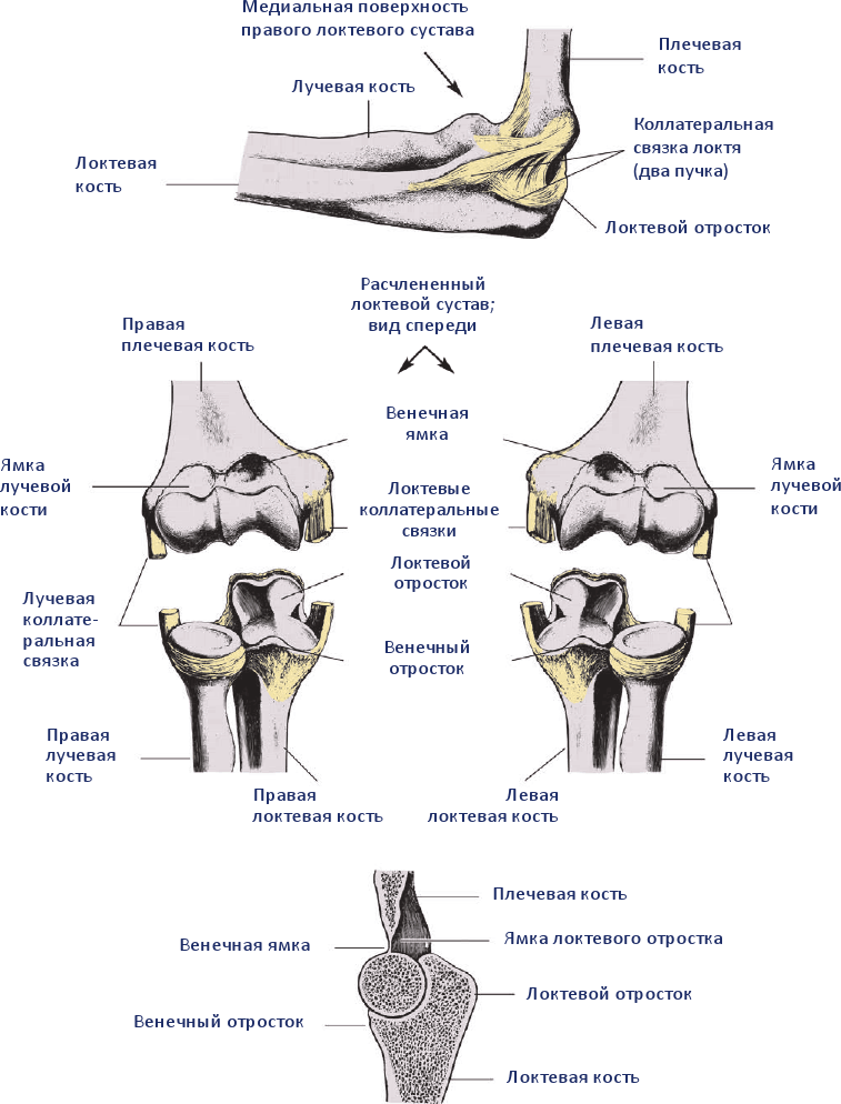 Анатомия хатха-йоги - i_011.png