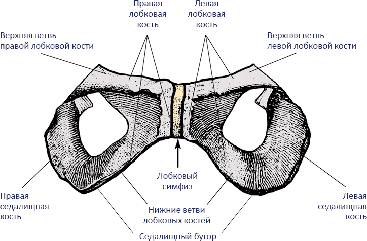 Анатомия хатха-йоги - i_013.png