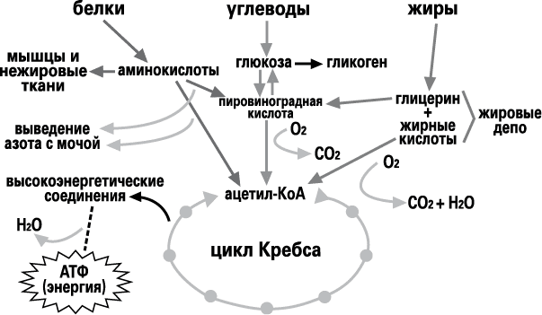 Вкус жизни. Когда желудок – твой друг - i_001.png