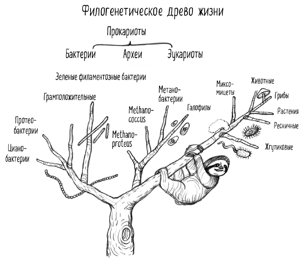 Тайная жизнь домашних микробов: все о бактериях, грибках и вирусах - i_007.png