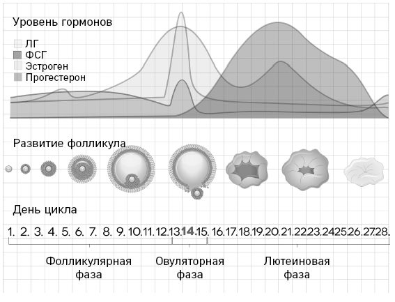 Что скрывают противозачаточные. Как вернуть контроль над своими гормонами за 30 дней - i_001.png