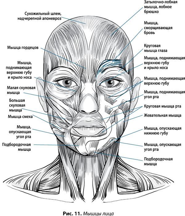 Гимнастика для лица. Практики для сохранения красоты и молодости - i_023.jpg