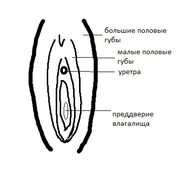 Малые половые губы разных размеров: как быть?