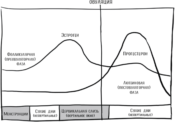 Пятый элемент здоровья. Как использовать менструальный цикл для поддержания жизненно важных функций организма - i_004.png