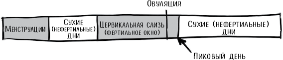 Пятый элемент здоровья. Как использовать менструальный цикл для поддержания жизненно важных функций организма - i_008.png