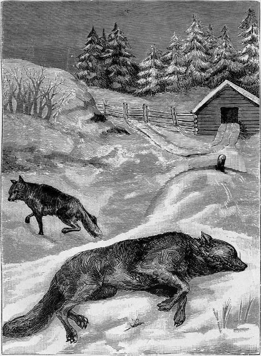 В дебрях Севера<br />(Приключения волка, медведя и лисицы) - i_009.jpg
