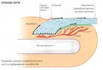 Методика работы с вросшим ногтем в кабинете педикюра - _2.jpg