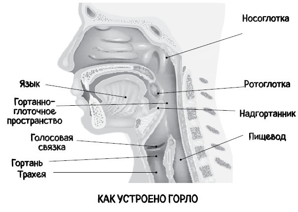 Почему болит горло. Першение, кашель, боль, храп – как не пропустить опасные симптомы - i_002.jpg