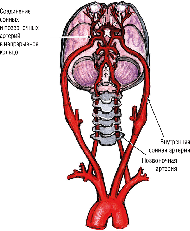 Хрупкий мозг. Инсульту не быть? - i_007.png