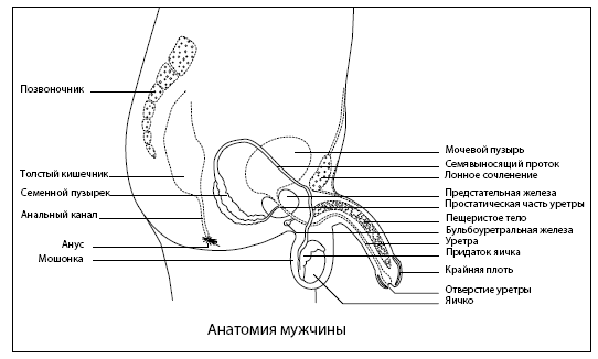 Он снова кончает. Устрой мужчине лучший секс, которого у него никогда не было - i_001.png