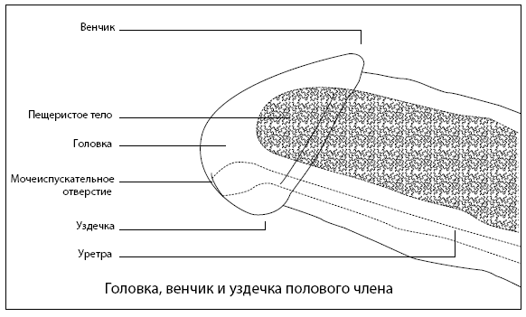 Он снова кончает. Устрой мужчине лучший секс, которого у него никогда не было - i_002.png