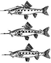 Кружки, жерлицы, поставушки  - рыбалка без проколов - any2fbimgloader38.jpeg