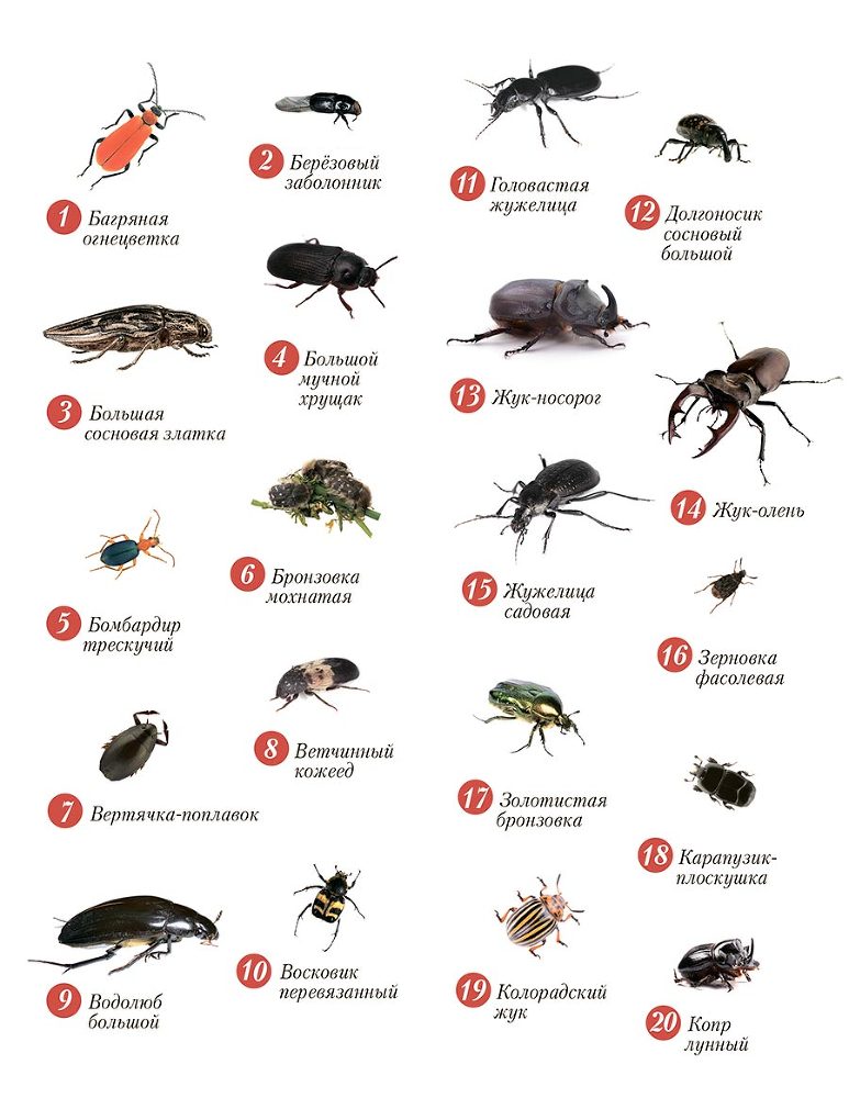 Жуки. Мир удивительных насекомых - i_001.jpg