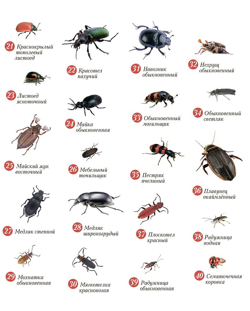 Жуки. Мир удивительных насекомых - i_002.jpg