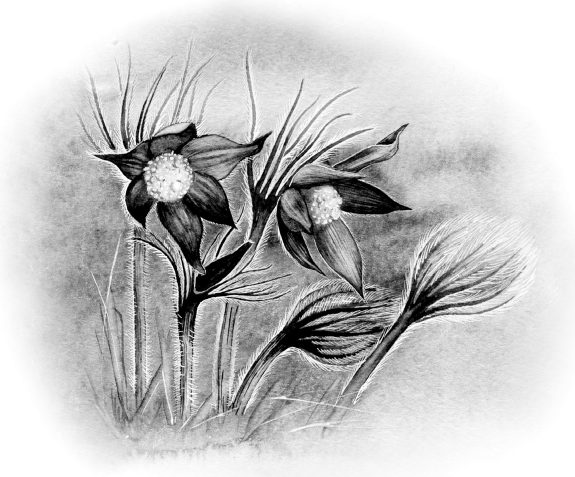 По следам четырех сезонов. Крымский календарь природы для детей - i_010.png