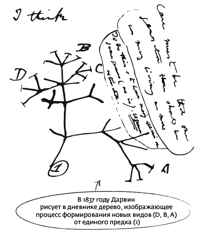 Дарвин на отдыхе. Размышляем над теорией эволюции - i_005.png