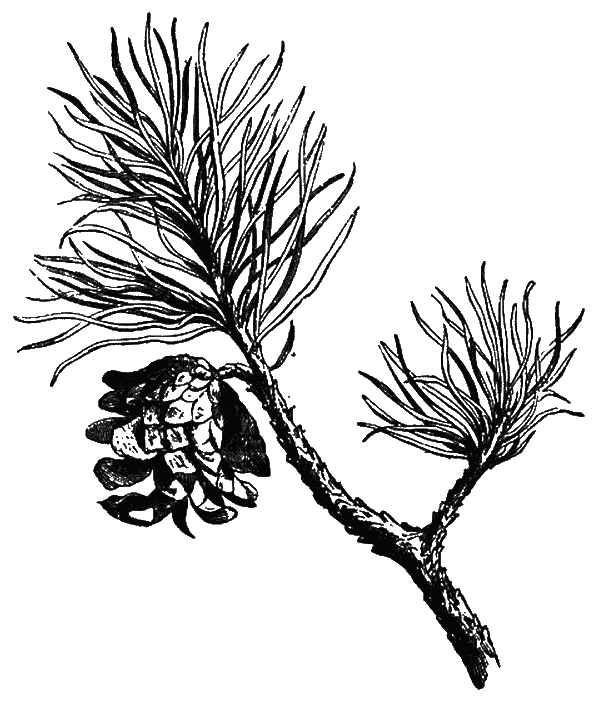 Сад зеркал - i_006.png