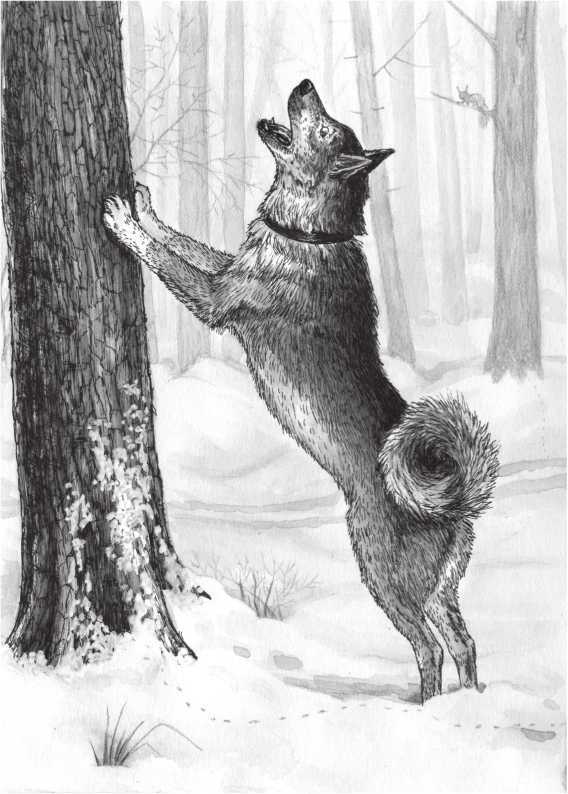 Возвращение росомахи<br />(Повести) - i_015.jpg