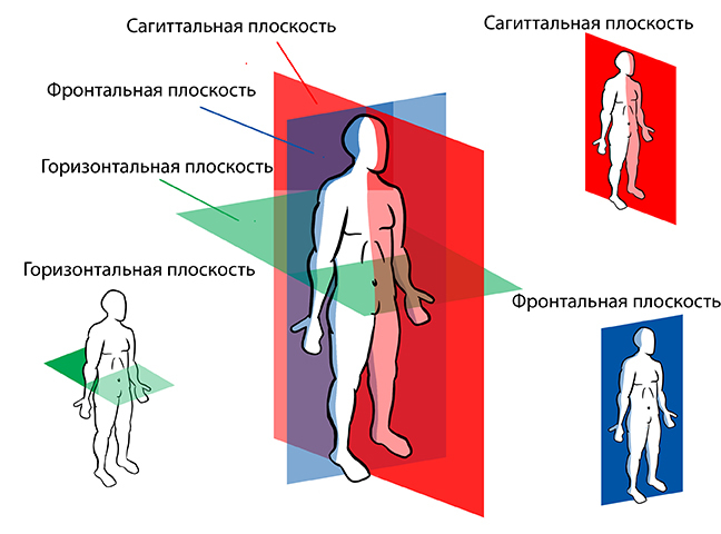 Биомеханика ног и таза в асанах йоги - _0.jpg