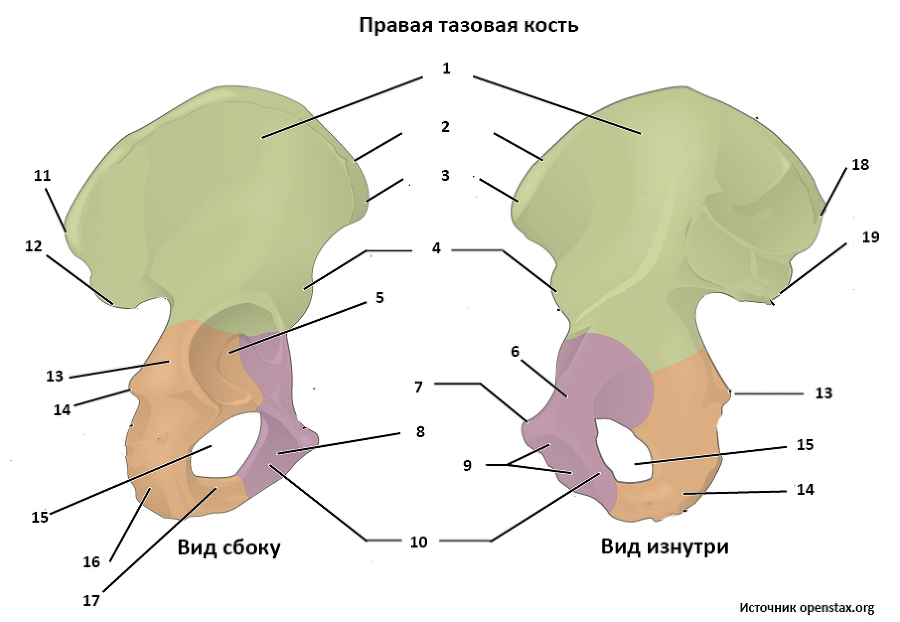 Биомеханика ног и таза в асанах йоги - _11.jpg