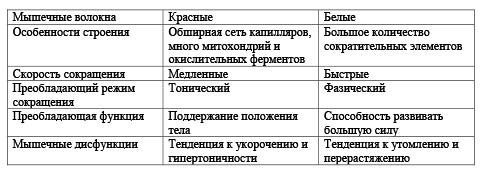 Биомеханика ног и таза в асанах йоги - _7.jpg