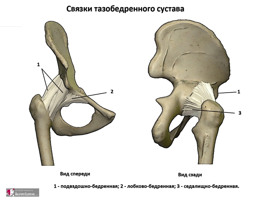 Биомеханика ног и таза в асанах йоги - _18.jpg