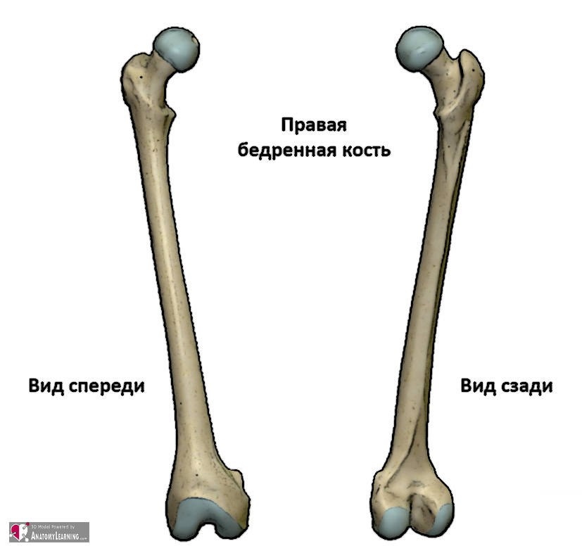 Биомеханика ног и таза в асанах йоги - _13.jpg