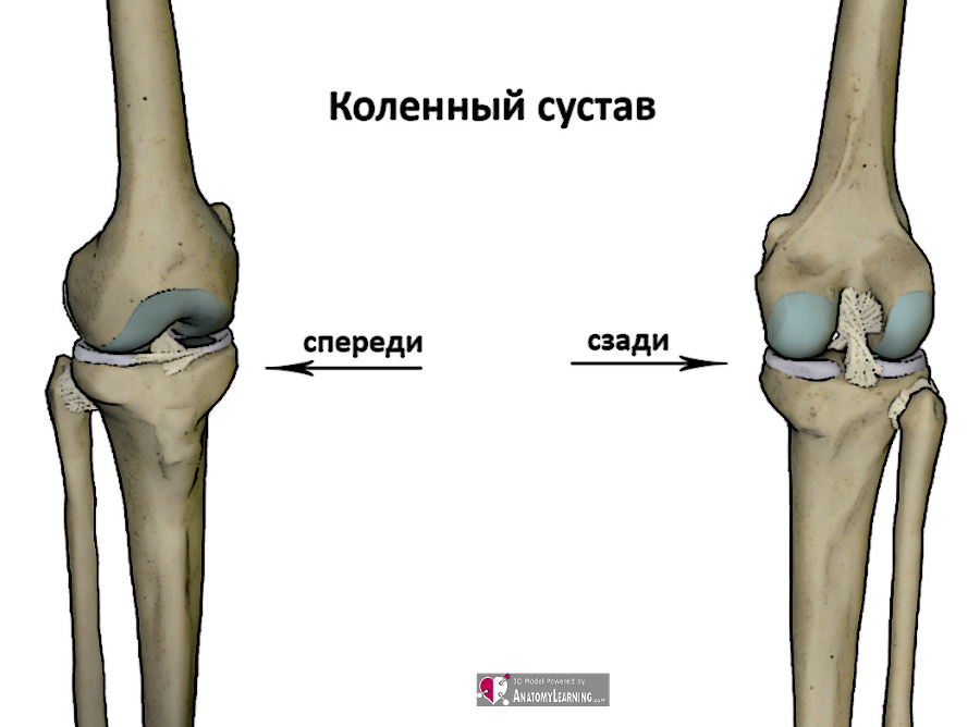 Биомеханика ног и таза в асанах йоги - _19.jpg