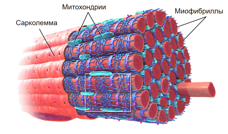 Биомеханика ног и таза в асанах йоги - _5.jpg