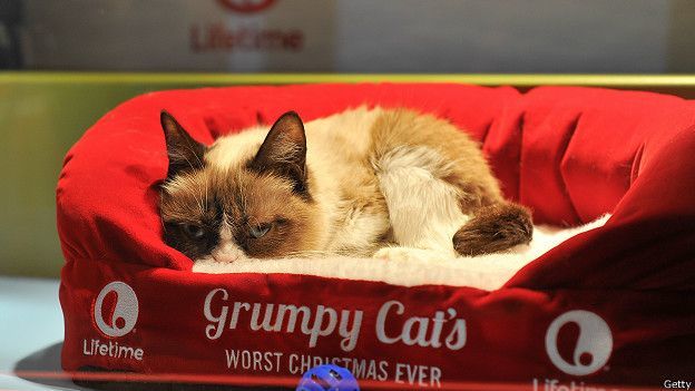 Би-Би-Си о кошках (сборник) - cat_grumpy_cats_worst_christmas_ever_624x351_getty.jpg