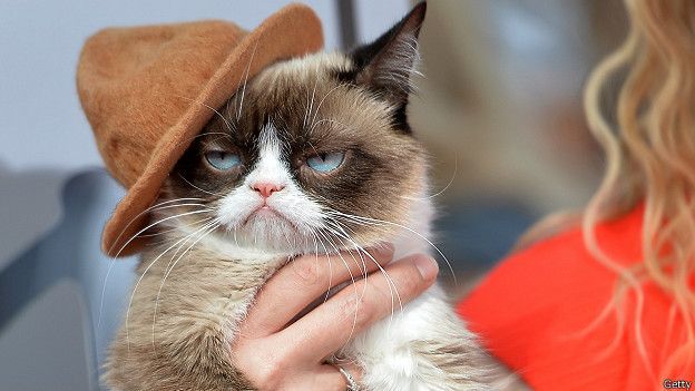 Би-Би-Си о кошках (сборник) - cat_grumpy_hat_624x351_getty.jpg