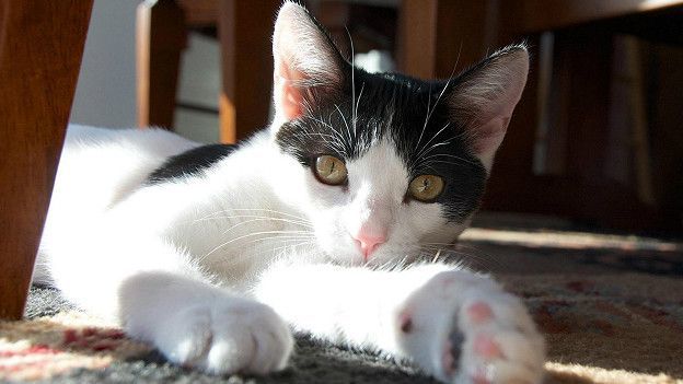 Би-Би-Си о кошках (сборник) - cats_black_and_white_624x351_petemarkhamccby2.0_nocredit.jpg