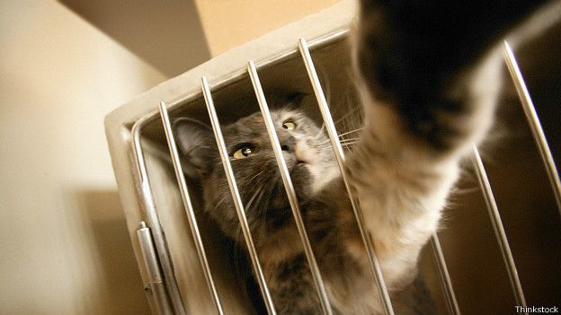 Би-Би-Си о кошках (сборник) - cats_cage_aggressive_624x351_thinkstock.jpg