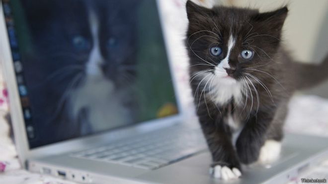 Би-Би-Си о кошках (сборник) - cats_internet_conquest_624x351_thinkstock.jpg