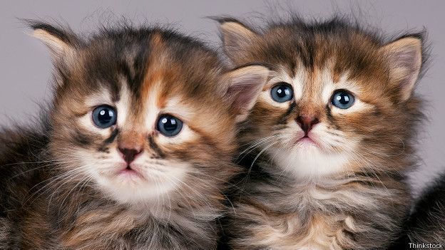 Би-Би-Си о кошках (сборник) - cats_siberian_kittens_624x351_thinkstock.jpg
