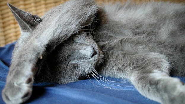 Би-Би-Си о кошках (сборник) - cats_sleeping_624x351_alessandrovalliccby2.0_nocredit.jpg