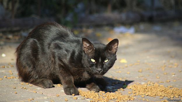 Би-Би-Си о кошках (сборник) - cats_stray_black_cat_624x351_thinkstock.jpg