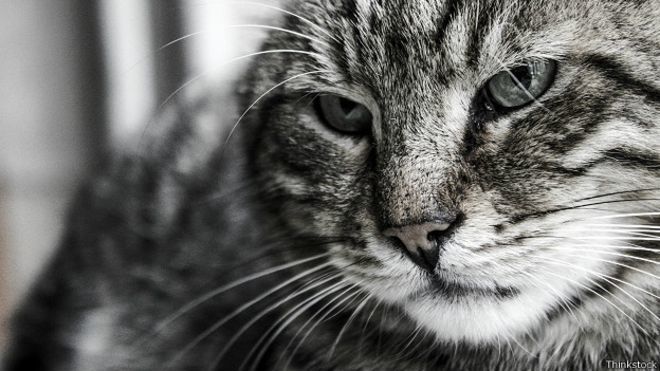 Би-Би-Си о кошках (сборник) - cats_stressed_cat_black_and_white_624x351_thinkstock.jpg