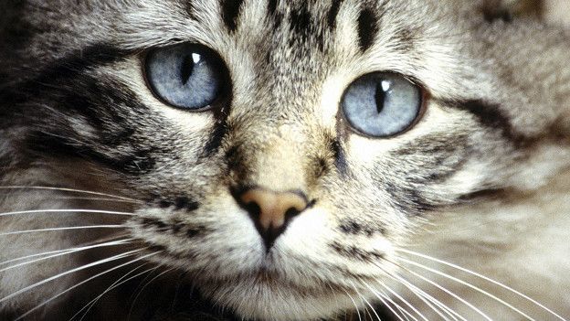 Би-Би-Си о кошках (сборник) - cats_thoughtful_eyes_624x351_thinkstock_nocredit.jpg