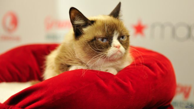 Би-Би-Си о кошках (сборник) - grumpy_cat_624x351_getty.jpg