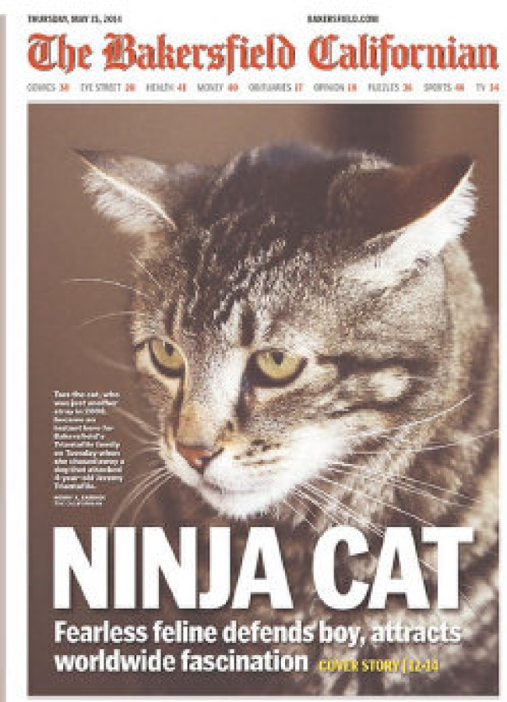 Би-Би-Си о кошках (сборник) - Ninjacat.jpg