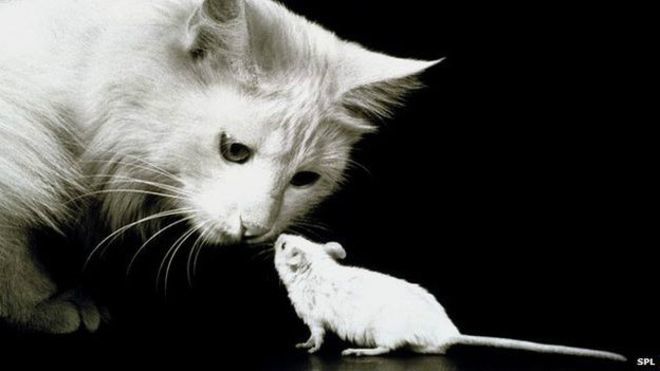 Би-Би-Си о кошках (сборник) - cat_and_mouse_624x351_spl_nocredit.jpg