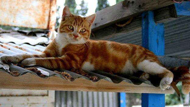 Би-Би-Си о кошках (сборник) - cat_on_the_roof_624x351_bbc.jpg